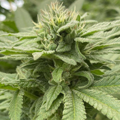 Alpine Strawberry Feminized Cannabis Seeds By The Cali Connection