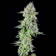 Barbara S Pie Female Weed Weeds By Grateful Seeds