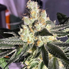 Blue Grape Fuel Regular Cannabis Seeds By Old School Genetics