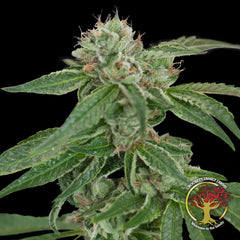 Crockett S Confidential Regular Cannabis Seeds By Crockett Family Farms