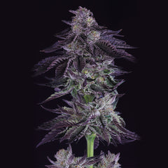 Grape X Regular Cannabis Seeds By Crockett Family Farms
