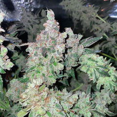 Dank N Later Female Cannabis Seeds By Dank Genetics