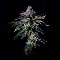 Gasmint Female Cannabis Seeds By Grateful Seeds
