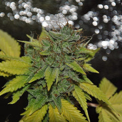 Grapefruit Diesel Female Cannabis Seeds By Pheno Finder Seeds