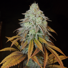 Rm Confidential Female Cannabis Seeds By Grateful Seeds