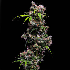 Golden Pineapple S1 Feminized Cannabis Seeds Green Bodhi