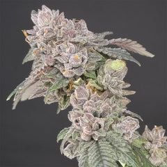 Key Banana Pie Feminized Cannabis Seeds By Old School Genetics