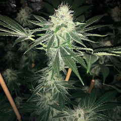 Odv Sour Regular Cannabis Seeds By Lady Sativa Genetics