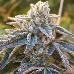 Pamelina Regular Cannabis Seeds By Rare Dankness