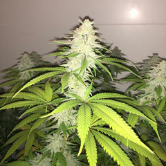 Simple Wedding Cake S1 Female Cannabis Seeds By Phenofinder Seeds