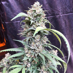 Scotts Og Female Cannabis Seeds By Rare Dankness