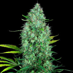 Serious 6 Female Cannabis Seeds By Serious Seeds