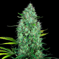 Serious 6 Regular Cannabis Seeds By Serious Seeds