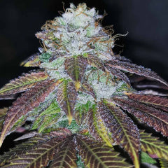 Squirterz Female Cannabis Seeds By Pheno Finders Seeds