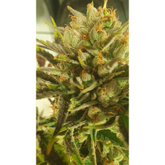 Sugar Tree Female Weed Seeds By Zmoothiez