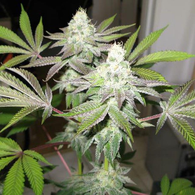 78 The Gold Line Female Cannabis Seeds By The Cali Connection