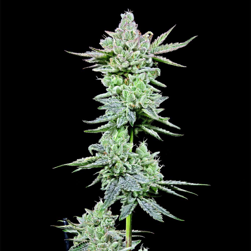 After Z Female Weed Seeds By Grateful Seeds