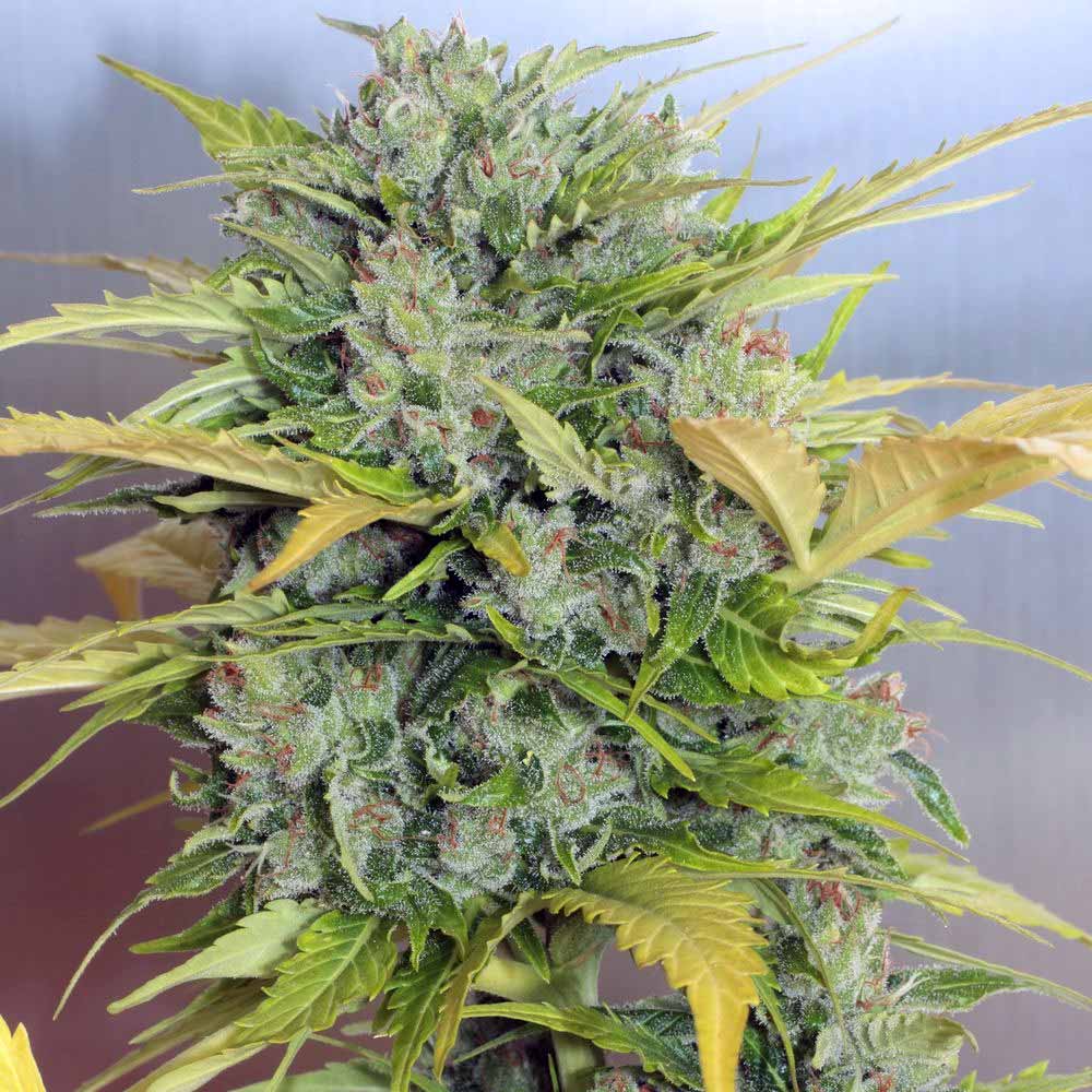 Auto Ak 47 Auto Flower Cannabis Seeds By Serious Seeds