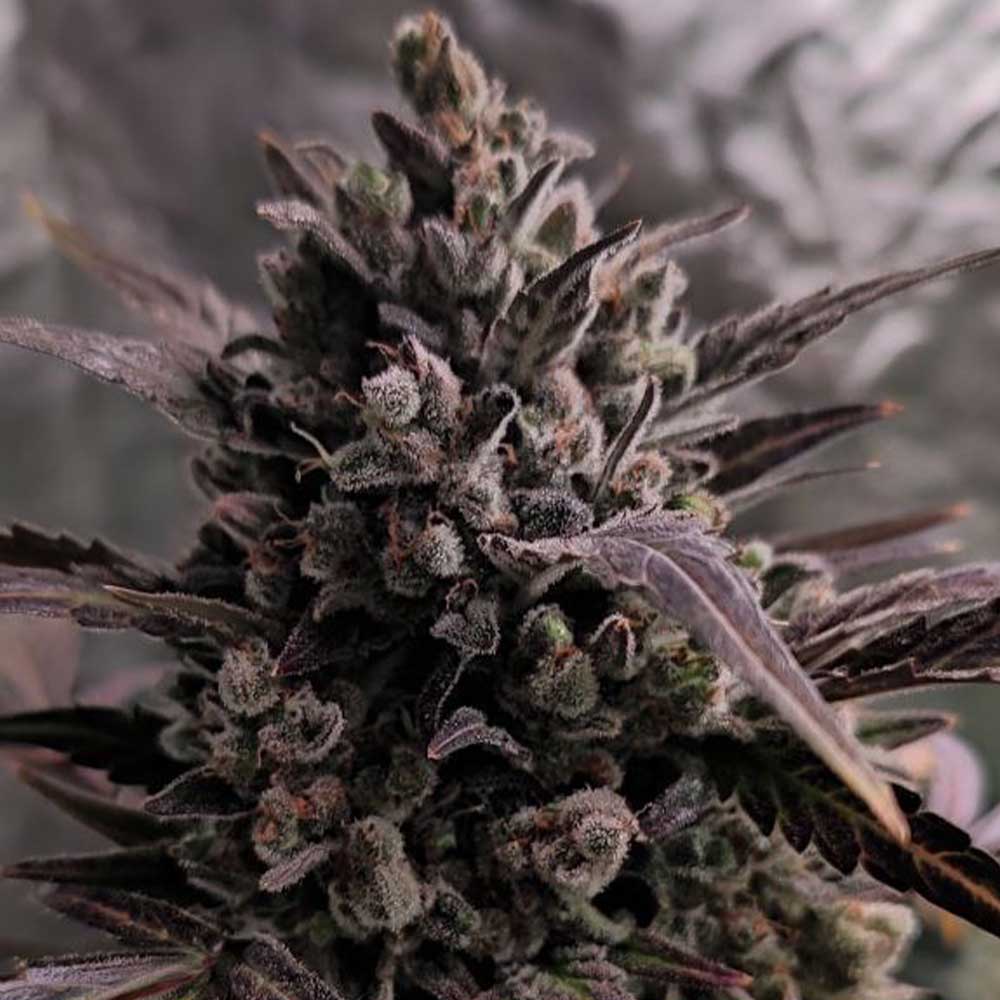 Auto Blue Cheese Cannabis Seeds Original Big Buddha Family Farms