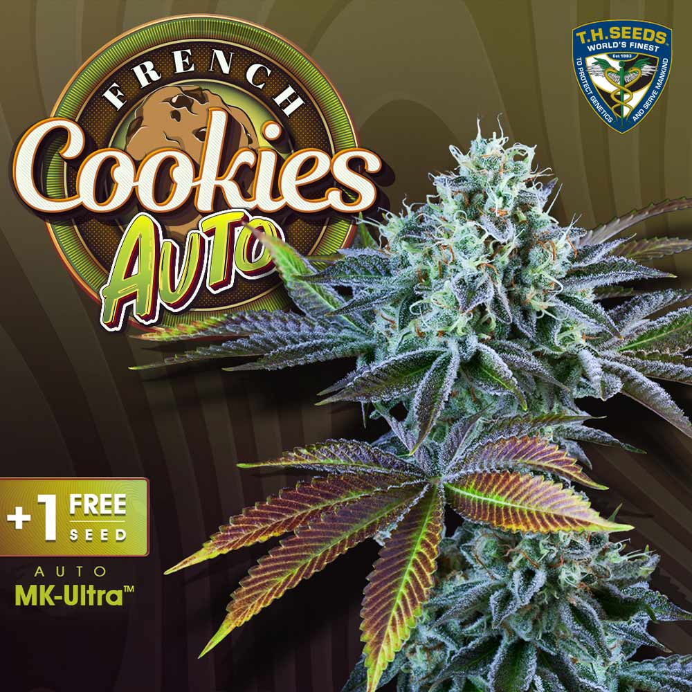 Auto French Cookies Autoflowering Cannabis Seeds By T H Seeds