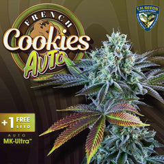 Auto French Cookies Autoflowering Cannabis Seeds By T H Seeds