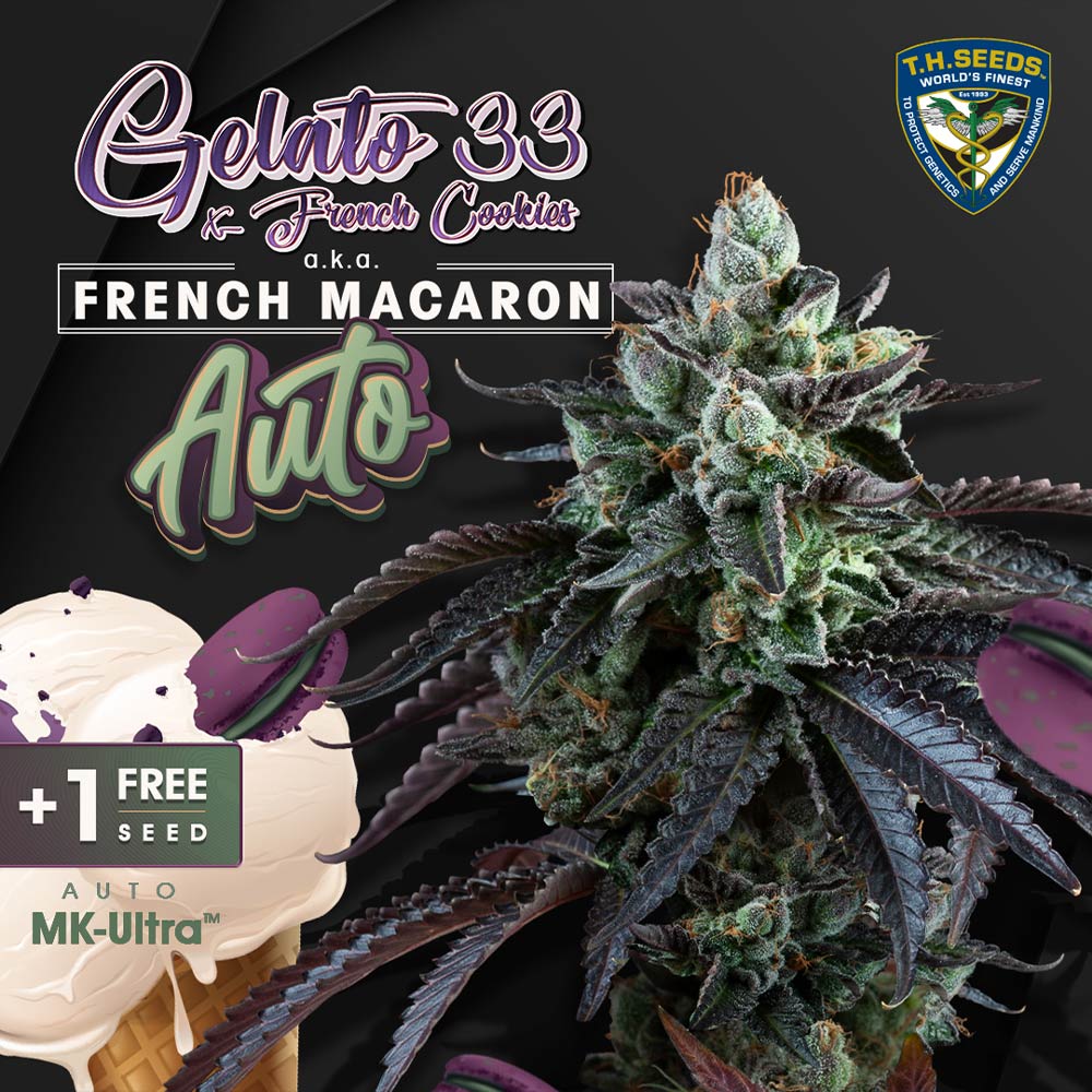 Auto French Macaron Autoflowering Cannabis Seeds By T H Seeds