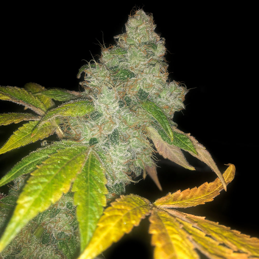 Auto Wedding Cake Feminized Cannabis Seeds By Pheno Finder Seeds