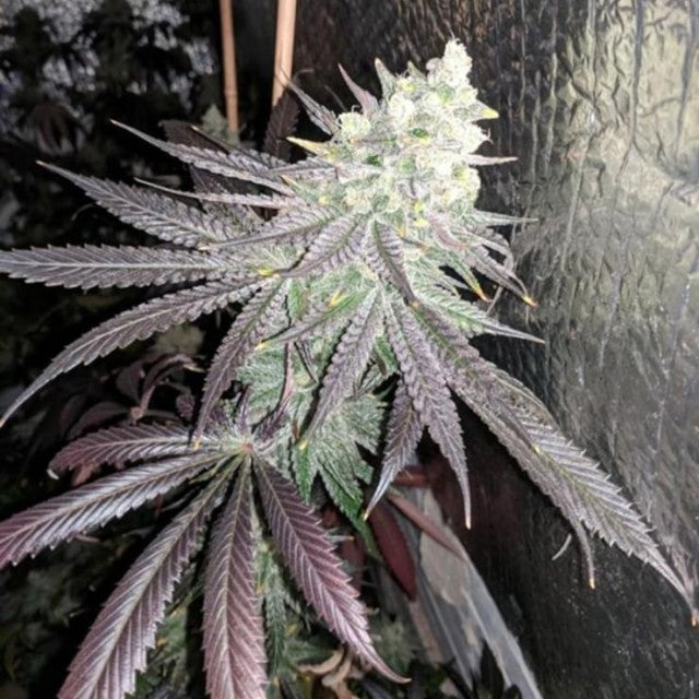 Baklava Female Cannabis Seeds By The Plug Seedbank