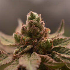 Bananapples Feminized Cannabis Seeds By Old School Genetics