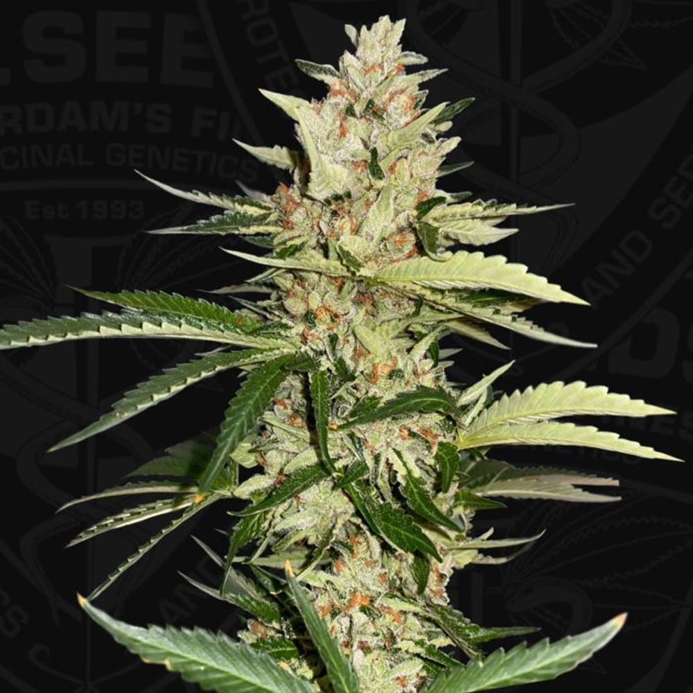 Banana Candy Krush Feminized Cannabis Seeds By T H Seeds