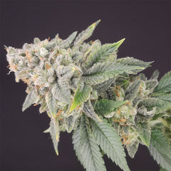 Banana Cheese Cake Feminized Cannabis Seeds By Old School Genetics