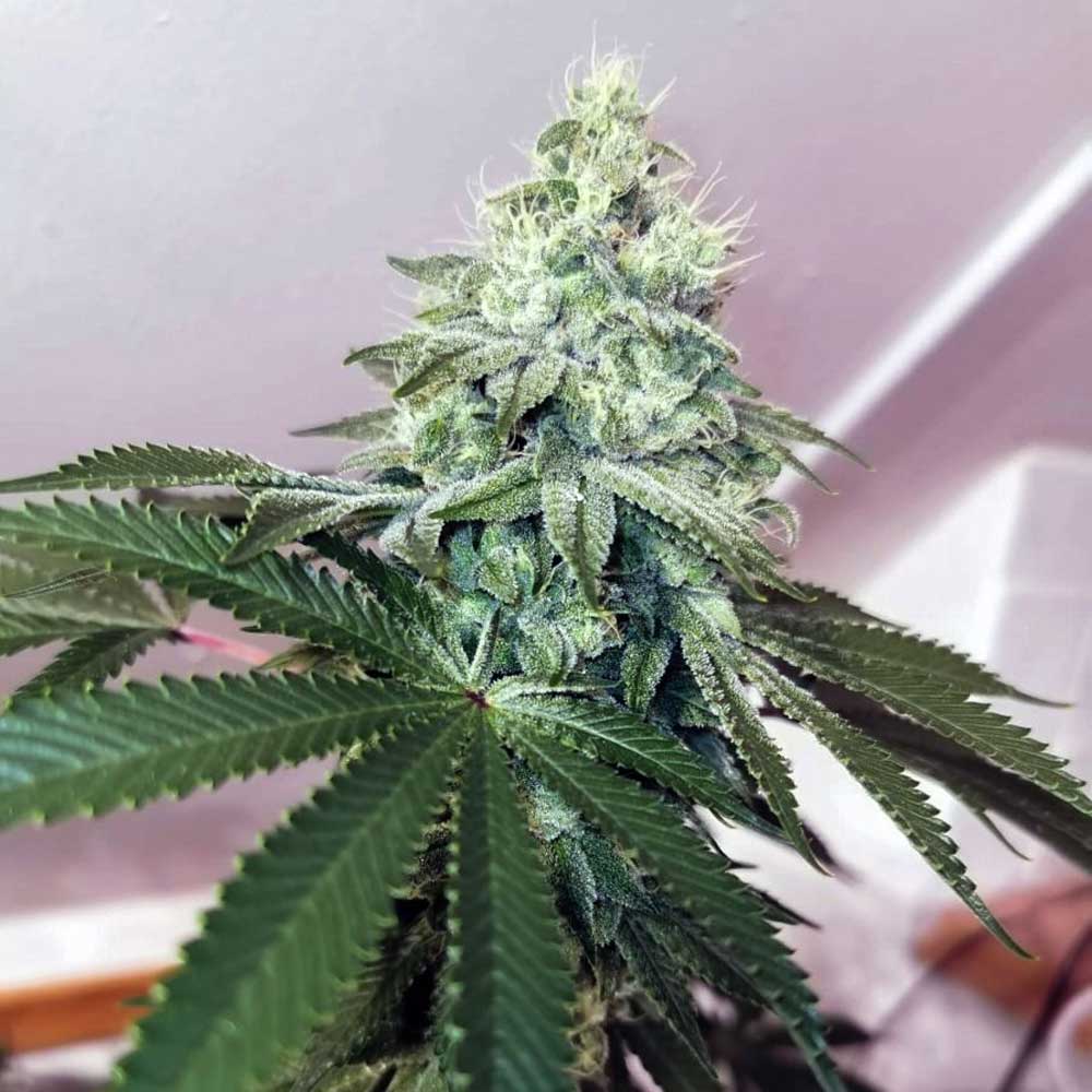 Banger Glue Female Cannabis Seeds By Little Chief Collabs