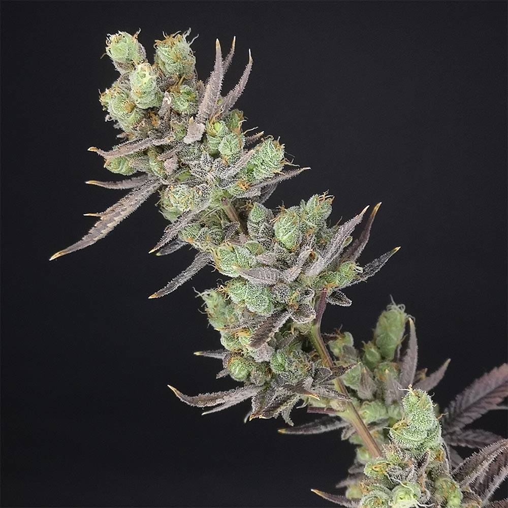 Big Banana Skunk Feminized Cannabis Seeds By Old School Genetics