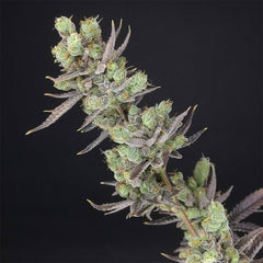 Big Banana Skunk Feminized Cannabis Seeds By Old School Genetics