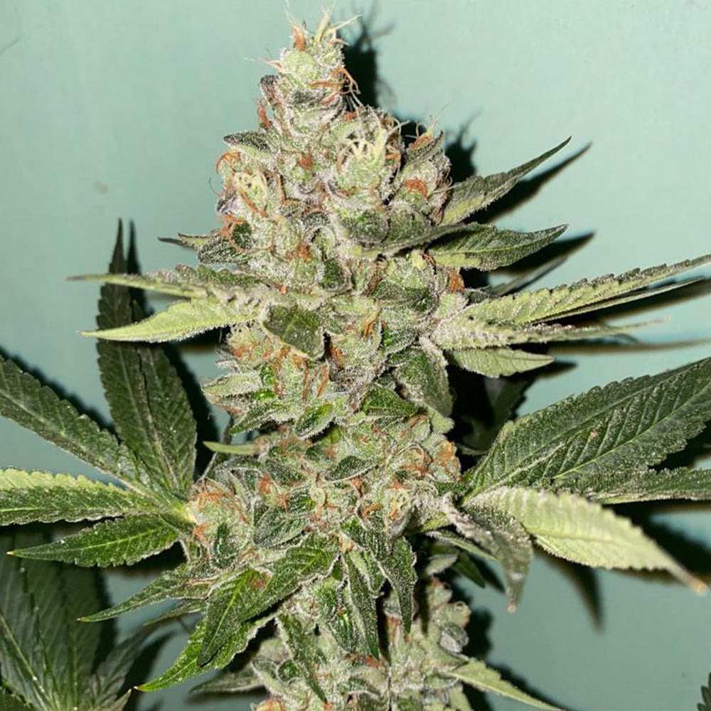 Biscotti 2 0 Female Cannabis Seeds By The Plug Seedbank