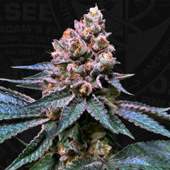 Black Apple Hitchcock Female Cannabis Seeds By T H Seeds