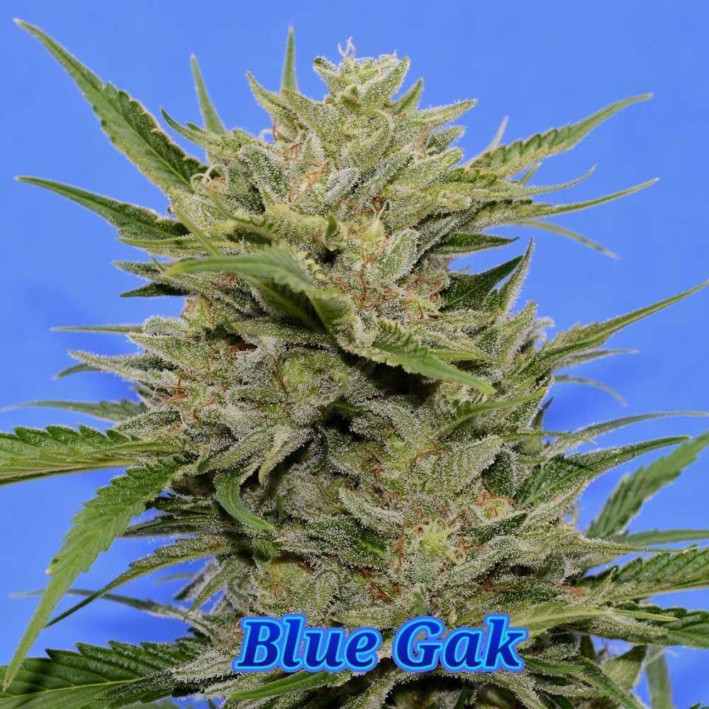 Blue Gak Regular Cannabis Seeds By Hella Seed Co