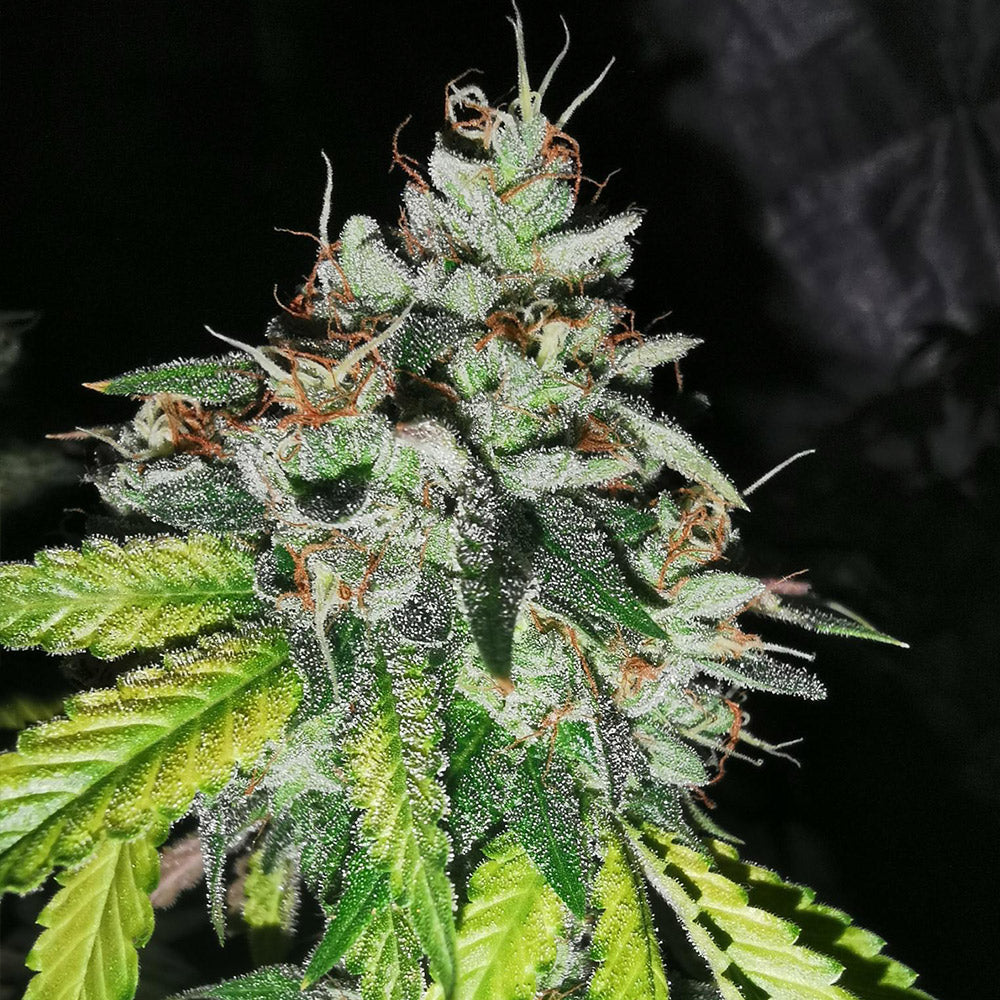 Britcoin Feminized Cannabis Seeds By Pheno Finder Seeds