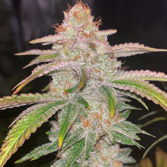 Cake Bomb Regular Cannabis Seeds By Prolific Coast Seeds