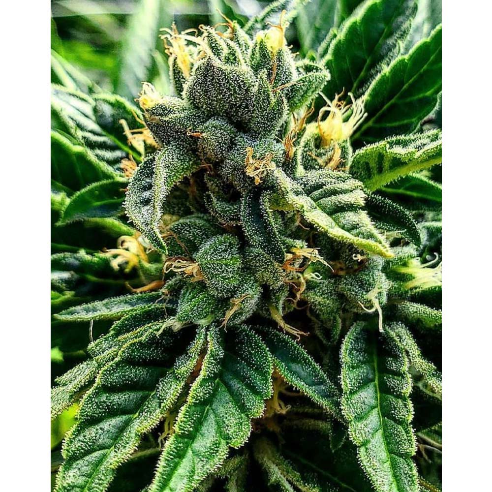 Gelato Al Limone Feminized Cannabis Seeds By The Cali Connection