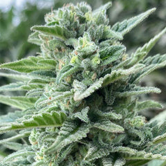 Lemoncino Feminized Cannabis Seeds By The Cali Connection