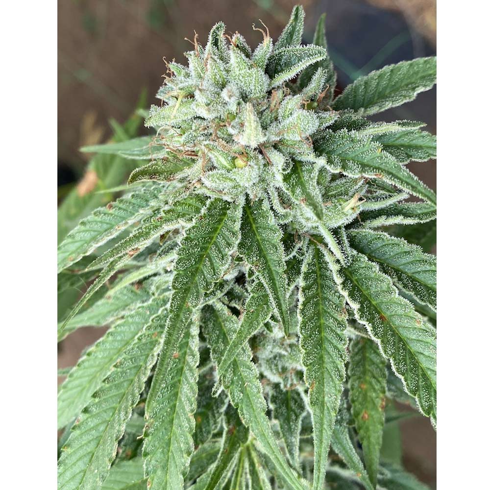 Semifreddo Al Limone Feminized Cannabis Seeds By The Cali Connection