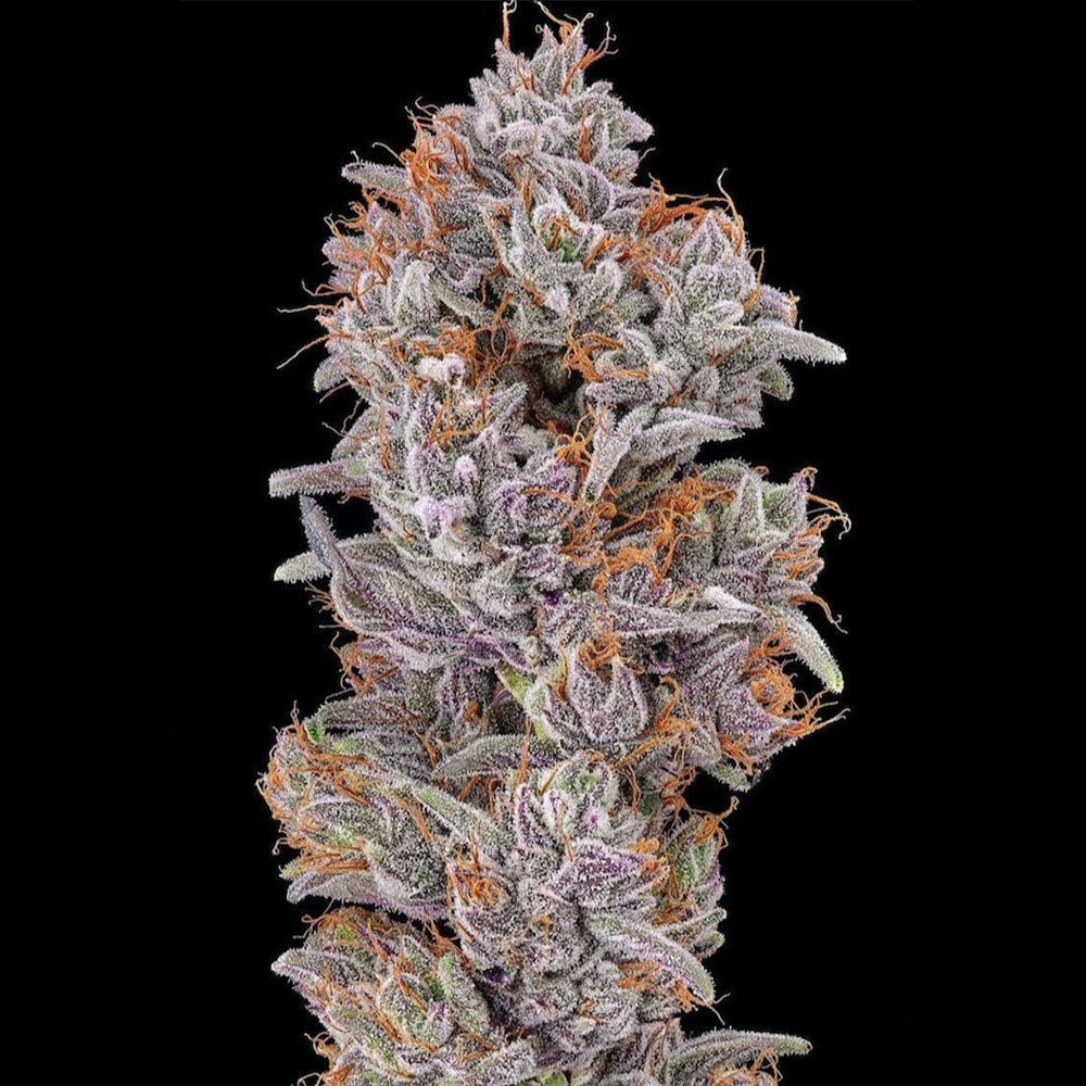 Strawberry Delight Feminized Cannabis Seeds By The Cali Connection