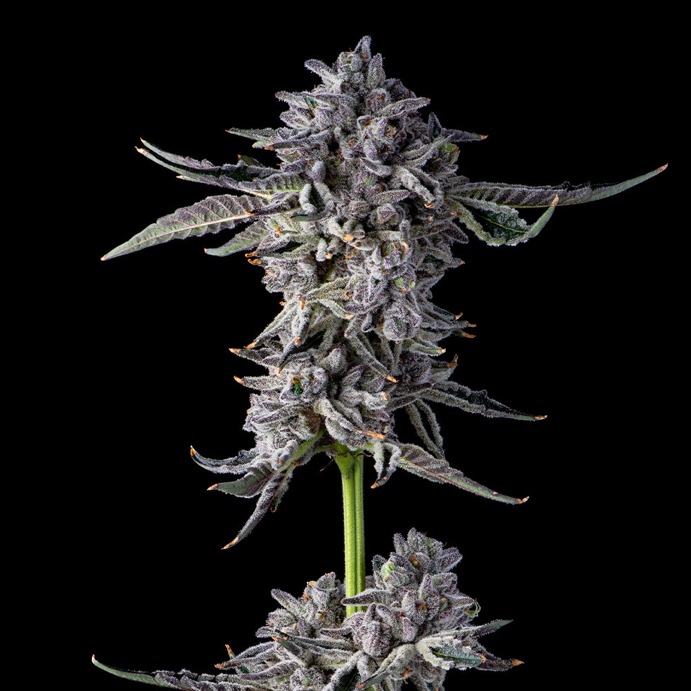 Candy Bezels Feminized Cannabis Seeds By Compound Genetics