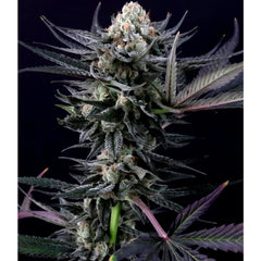 Caramba Female Cannabis Seeds By Paradise Seeds 5 Seed Per Pack