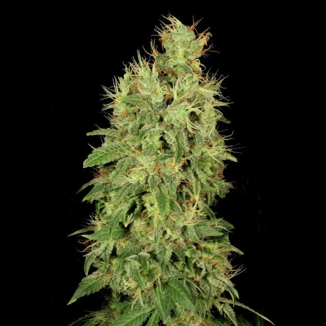 Cbd Chronic Female Cannabis Seeds By Serious Seeds