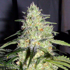 Ceres Skunk Female Cannabis Seeds 5 Seed Per Pack