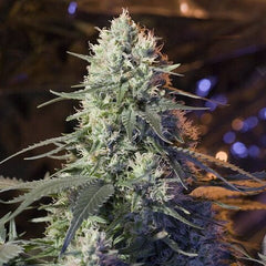 Chaos Kush Female Cannabis Seeds By Elemental Seeds