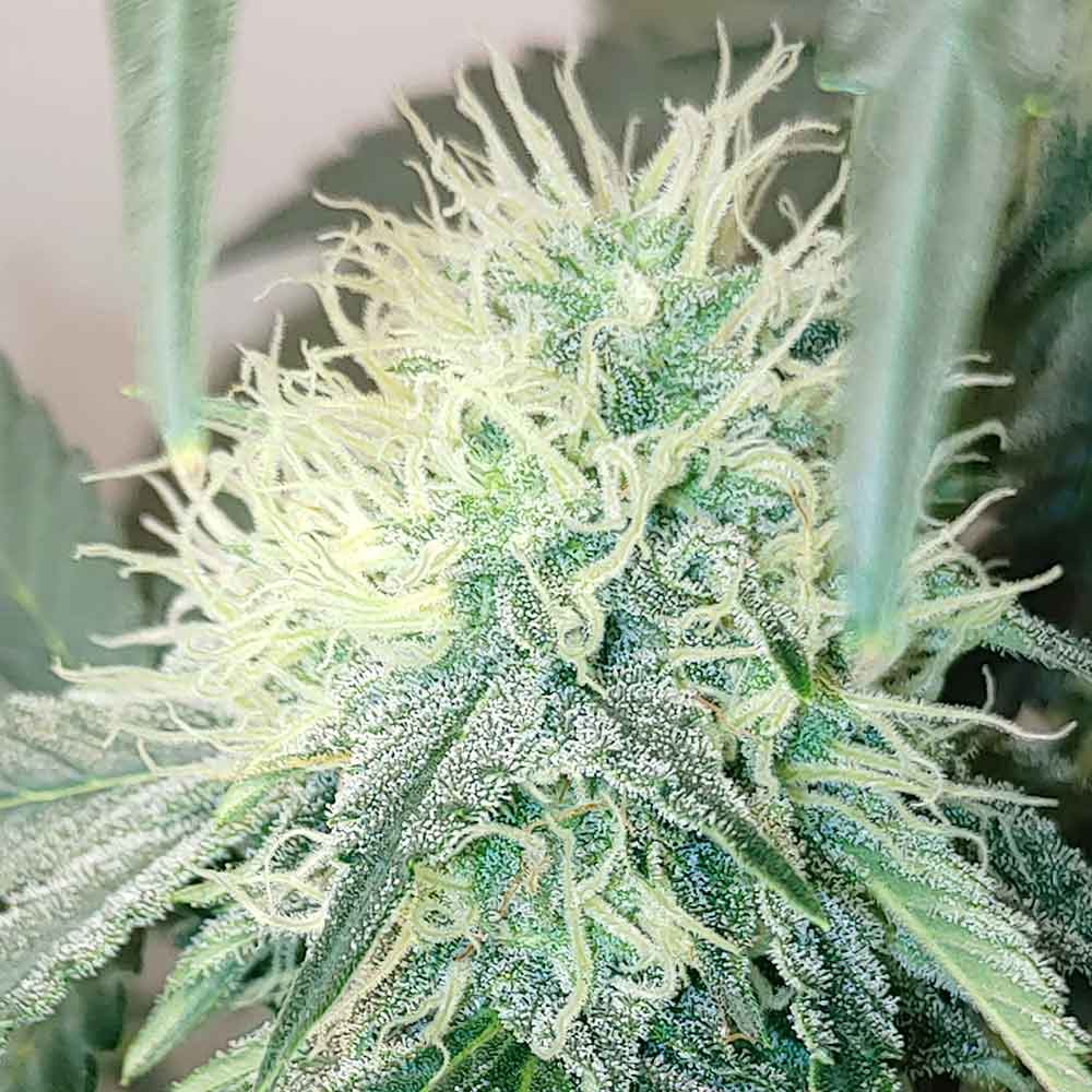 Chemical Zi Karma Genetics Regular Cannabis Seeds