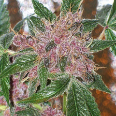 Cherries Jubilee The Gold Line Female Cannabis Seeds By The Cali Connection